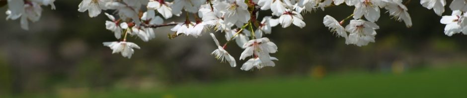 성 프란치스코 선종 800주년 기념 희년